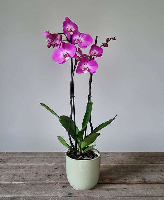 Orkidé i kruka