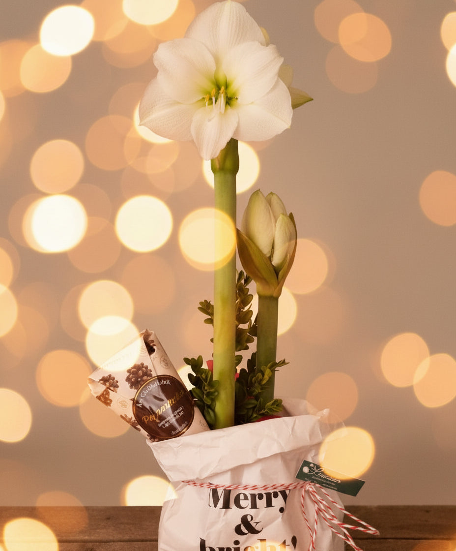 Vit Amaryllis i påse